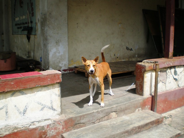 Anjing yang menjaga patung, atau patung menjaga anjing