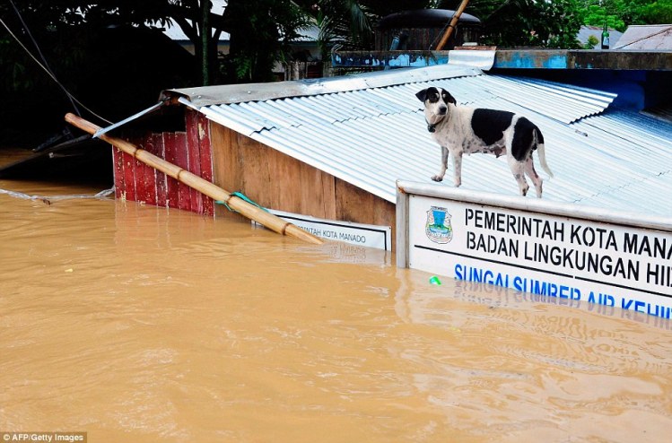 Anjing diatas kantor Lingkungan Hidup